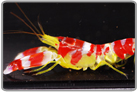 Candy Stripe Pistol Shrimp